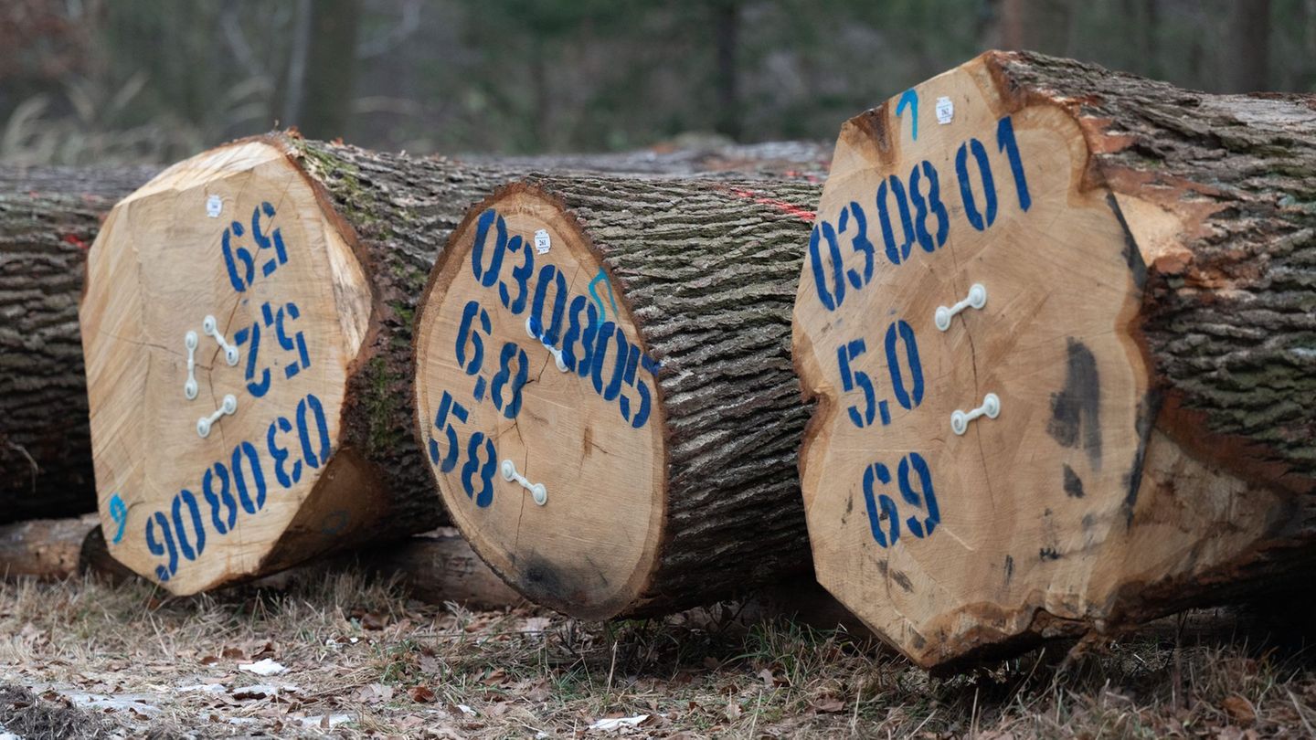 Waldbesitz-Zahlreiche-Holzst-mme-f-r-gutes-Geld-versteigert