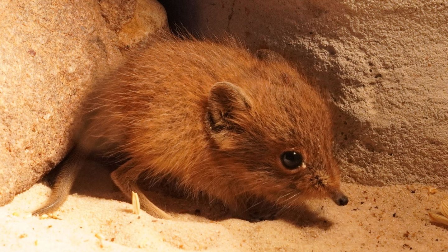 Der kleine Kurzohrrüsselspringer ist der erste Nachwuchs des Jahres im Tiergarten Kleve. Foto: -/Tiergarten Kleve/dpa