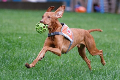 Ein Senior wurde in letzter Minute vom Suchhund Pino gefunden. (Foto-Handout) Foto: Veronica Theiler/Deutsches Rotes Kreuz Biber