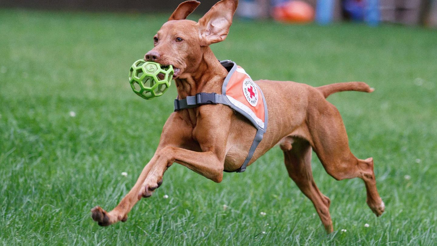 Ein Senior wurde in letzter Minute vom Suchhund Pino gefunden. (Foto-Handout) Foto: Veronica Theiler/Deutsches Rotes Kreuz Biber