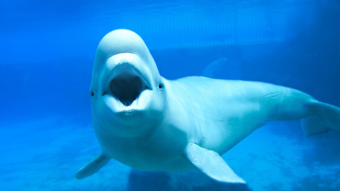 Kanada: Tod oder Umzug: Tierpark will Wale in die USA abschieben