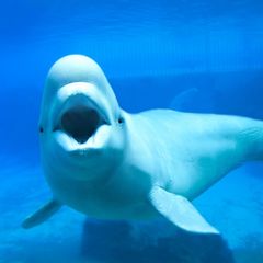 Ein Belugawal in Gefangenschaft