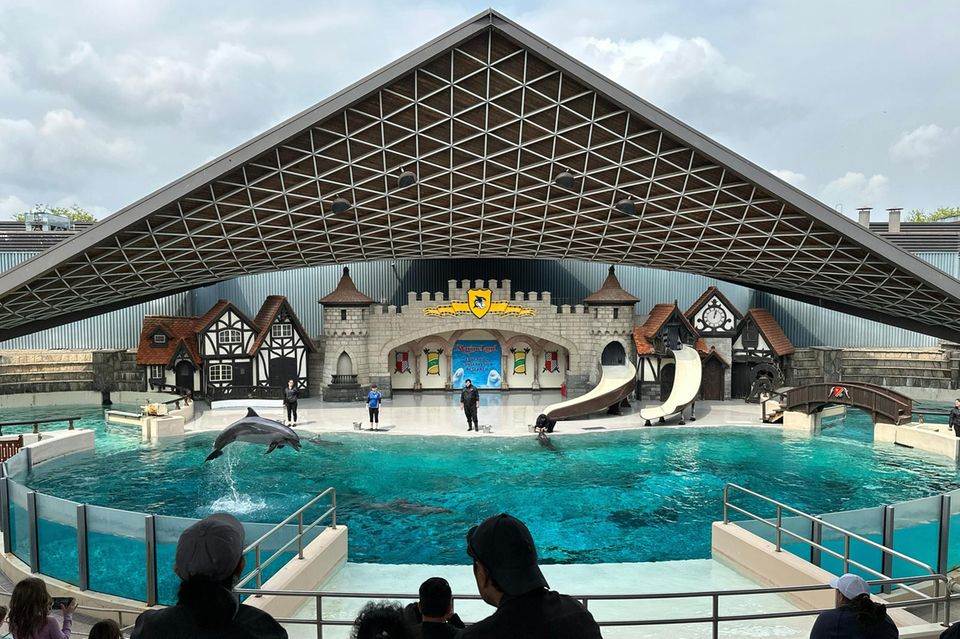 Eine Delphinshow in Marineland im Sommer 2023