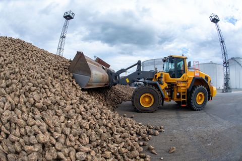 Die Verarbeitung von Zuckerrüben ist beendet. (Archivbild) Foto: Stefan Sauer/dpa