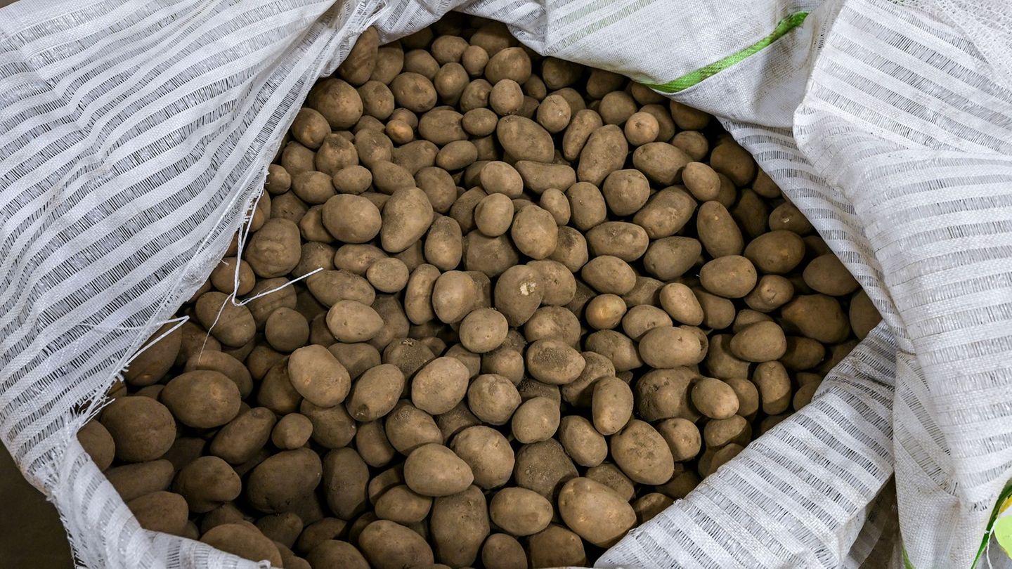 Wenn ein Übermaß auf die Preise drückt: Die Kartoffelschwemme sorgt für Frust bei Landwirten. (Archivbild) Foto: Jens Kalaene/dp