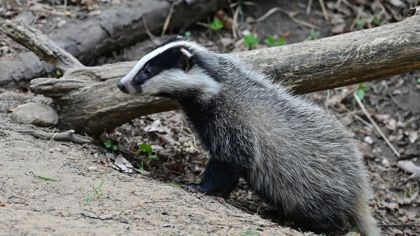 Einig sind sich Jäger und Naturschützer darin, Dachse künftig besser vor den Gefahren des Straßenverkehrs zu schützen. (Symbolbi