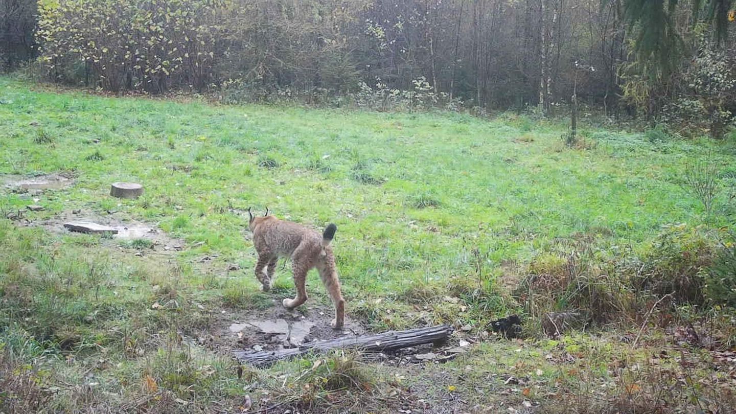 Projekt-Wiederansiedlung-NRW-soll-Br-cke-f-r-den-Luchs-sein-es-ist-f-nf-vor-zw-lf-