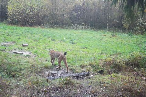 Der BUND NRW und die NRW-Stiftung planen die Wiederansiedlung des Luchses. Das Foto zeigt ein Wildtier, das von einer Wildkamera