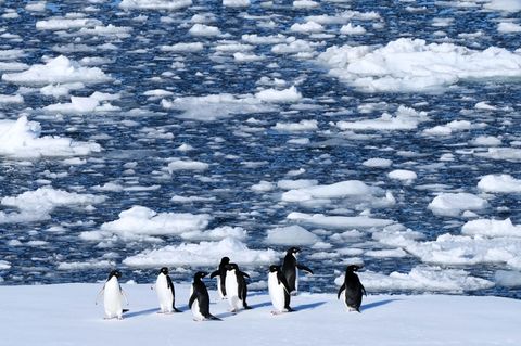Die Dokumentation von Werner Herzog, in der ein anderer Pinguin vorkommt, ist von 2007. (Symbolbild) Foto: Mark Baker/AP/dpa