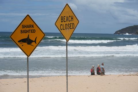 Innerhalb von nur wenigen Tagen wurden aus dem australischen Bundesstaat New South Wales vier Haiangriffe gemeldet. (Symbolbild)
