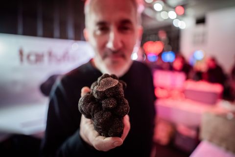 Massimo Ferradino hält beim "Truffle & Truffle"-Festival 2026 einen Schwarzen Wintertrüffel im geschätzten Wert von 500 Euro in
