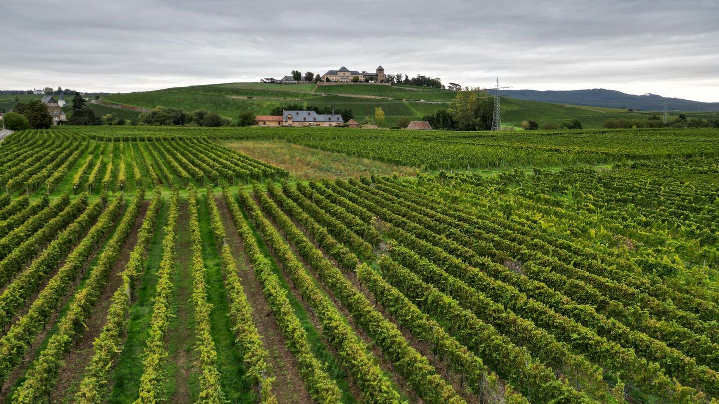 Der Rheingau ist eine alte Kulturlandschaft. Seine wichtigste Rebsorte ist der Riesling. (Archivbild) Foto: Arne Dedert/dpa