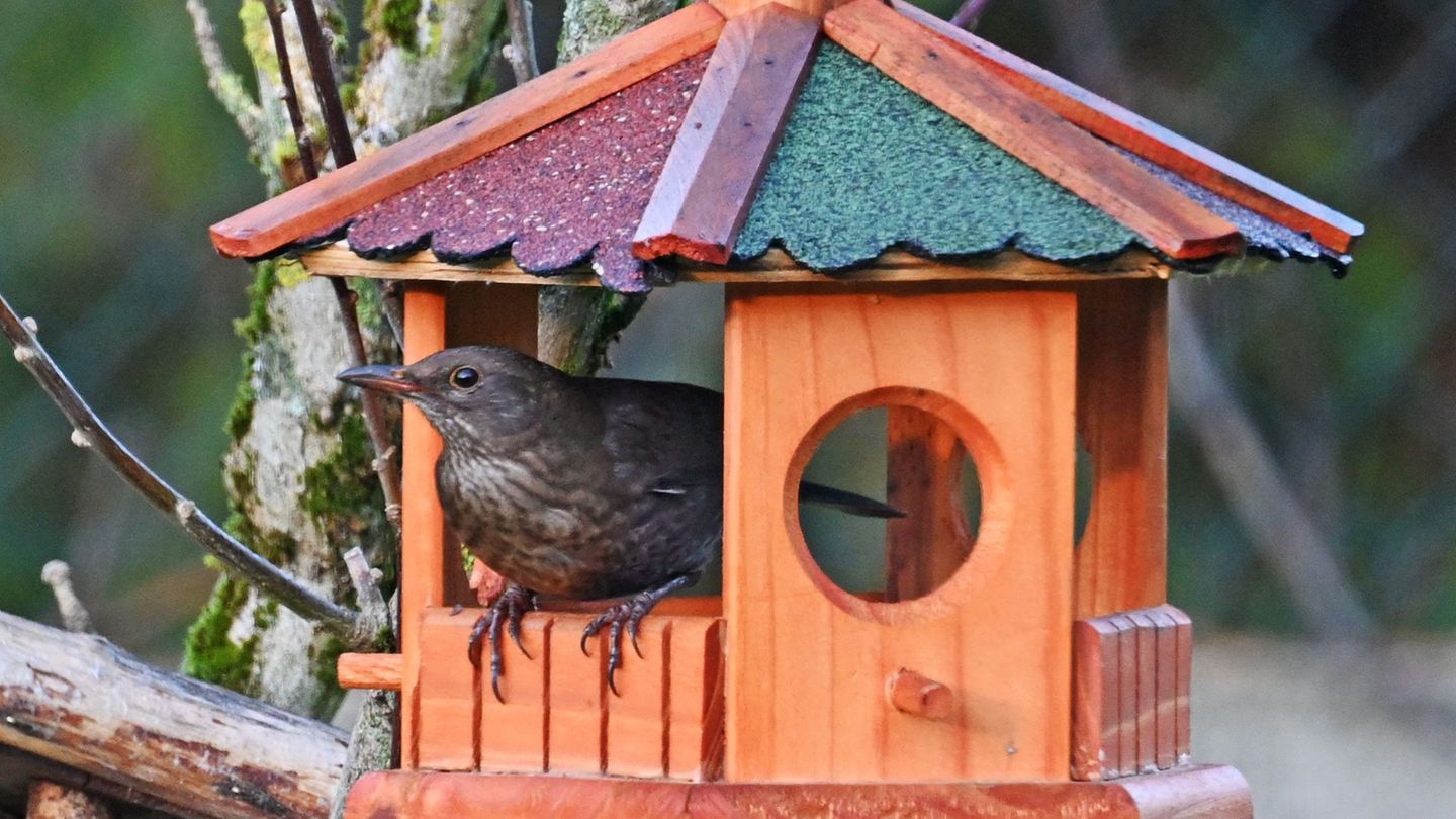 Bereits in den Wintermonaten lassen sich an Futterhäuschen in Gärten viele Vogelarten beobachten. (Archivbild) Foto: Peter Zschu