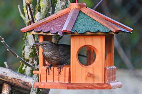 Bereits in den Wintermonaten lassen sich an Futterhäuschen in Gärten viele Vogelarten beobachten. (Archivbild) Foto: Peter Zschu