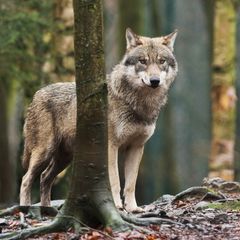 Der Wolf wird in Sachsen-Anhalt ins Jagdrecht aufgenommen. (Symbolbild) Foto: Klaus-Dietmar Gabbert/dpa-Zentralbild/dpa
