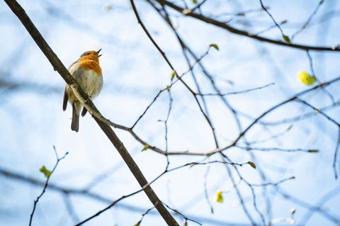 Im Frühling beginnt für die Vögel auch die Brutzeit. (Archivbild) Foto: Frank Rumpenhorst/dpa