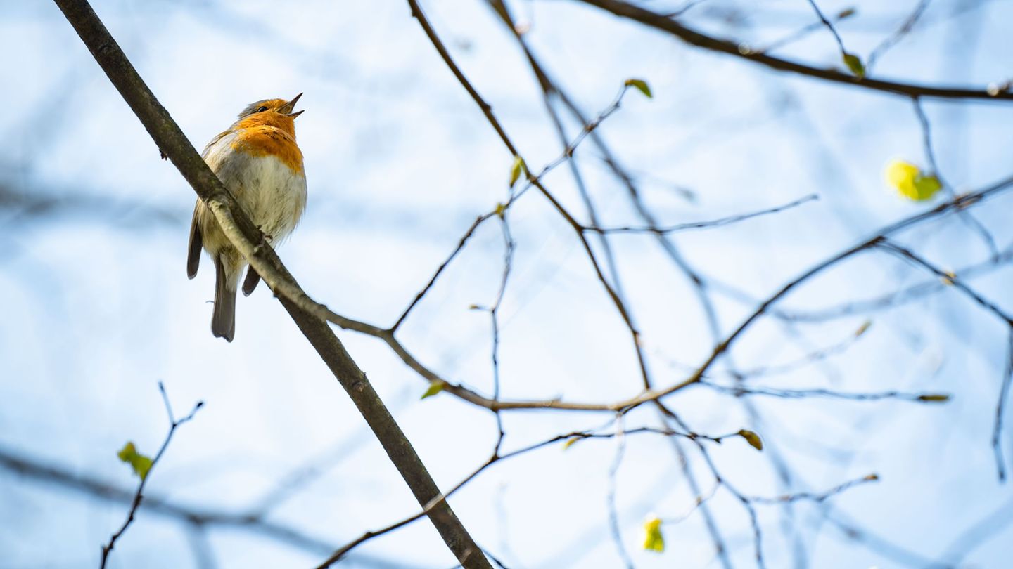 Im Frühling beginnt für die Vögel auch die Brutzeit. (Archivbild) Foto: Frank Rumpenhorst/dpa