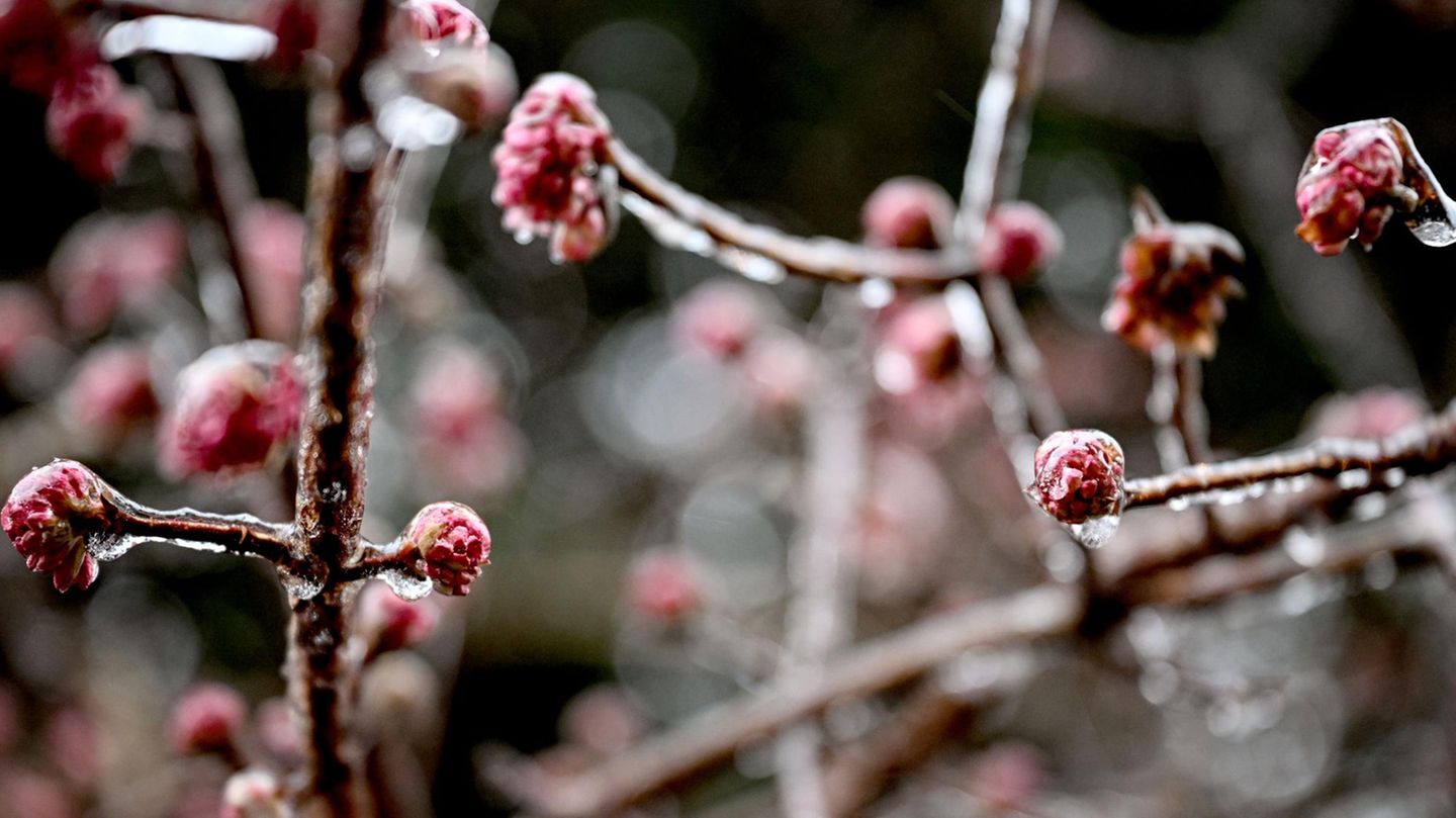 Berlin, Deutschland. Das Winterwetter hat in Deutschland wieder zugeschlagen. Nach einer eisigen Nacht sind die Blüten an einem Baum mit Eis überzogen. Bei den fröstelnden Temperaturen gibt der Winter trotzdem ein paar hübsche Bilder ab