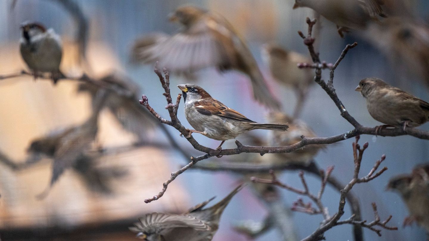 In Sachsen wurden Haussperlinge am häufigste gezählt. (Symbolbild) Foto: Monika Skolimowska/dpa