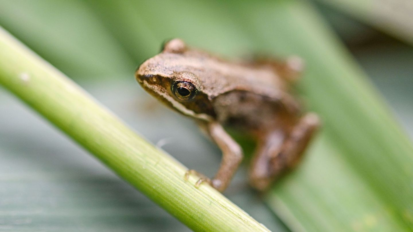 Frösche statt Badegäste: Ein ehemaliges und stark verfallenes Schwimmbad in Schönewalde soll für bedrohte Amphibien umgebaut wer