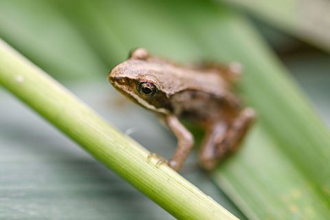 Frösche statt Badegäste: Ein ehemaliges und stark verfallenes Schwimmbad in Schönewalde soll für bedrohte Amphibien umgebaut wer