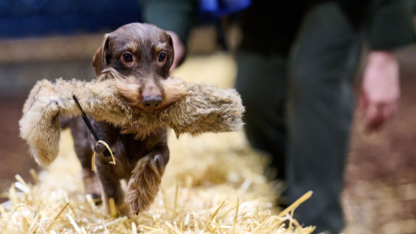 Vom Dackel bis zum Vorstehhund: Auf der Messe tummeln sich täglich 1.300 Hunde. Foto: Bernd Thissen/dpa