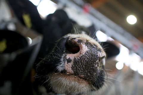 Erstmals sind in Europa bei einer Kuh Antikörper gegen die Vogelgrippe festgestellt worden. (Symbolbild) Foto: Oliver Berg/dpa