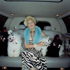 Eine Frau sitzt in einem Auto und hat verschiedene Hunde dabei