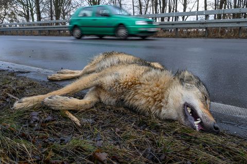 Ein Wolf hat einen Unfall im Straßenverkehr am Montagvormittag bei Peitz in Südbrandenburg nicht überlebt. Foto: Patrick Pleul/d