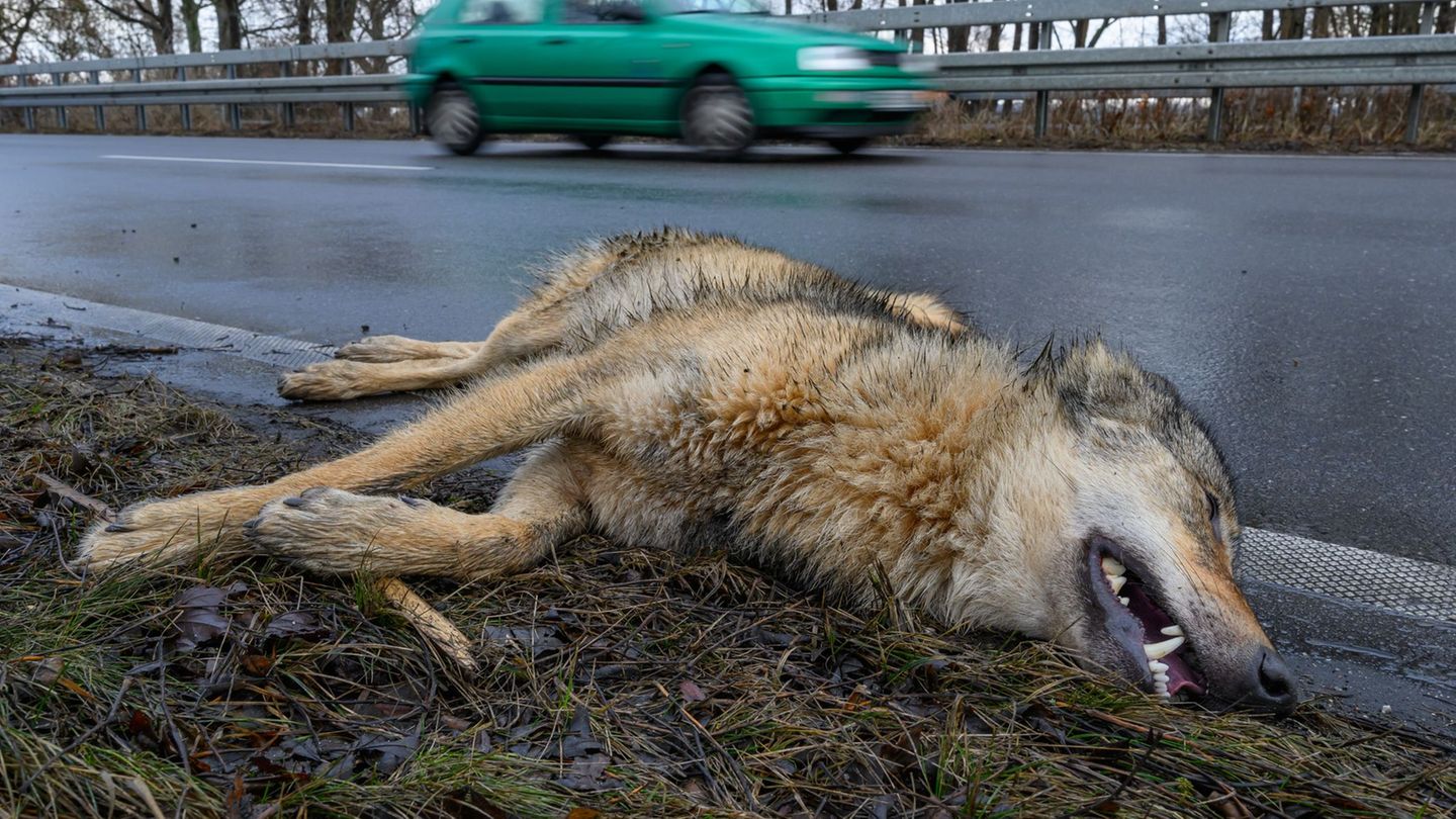 Ein Wolf hat einen Unfall im Straßenverkehr am Montagvormittag bei Peitz in Südbrandenburg nicht überlebt. Foto: Patrick Pleul/d