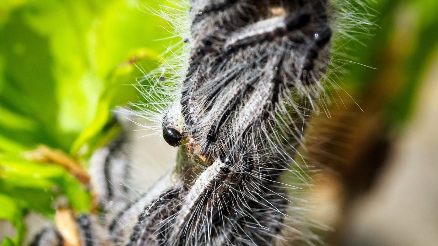 In der Prignitz ist der Befall mit Schädlingen besonders groß. Foto: Soeren Stache/dpa/ZB