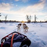 Husky Tour durch Grönland
