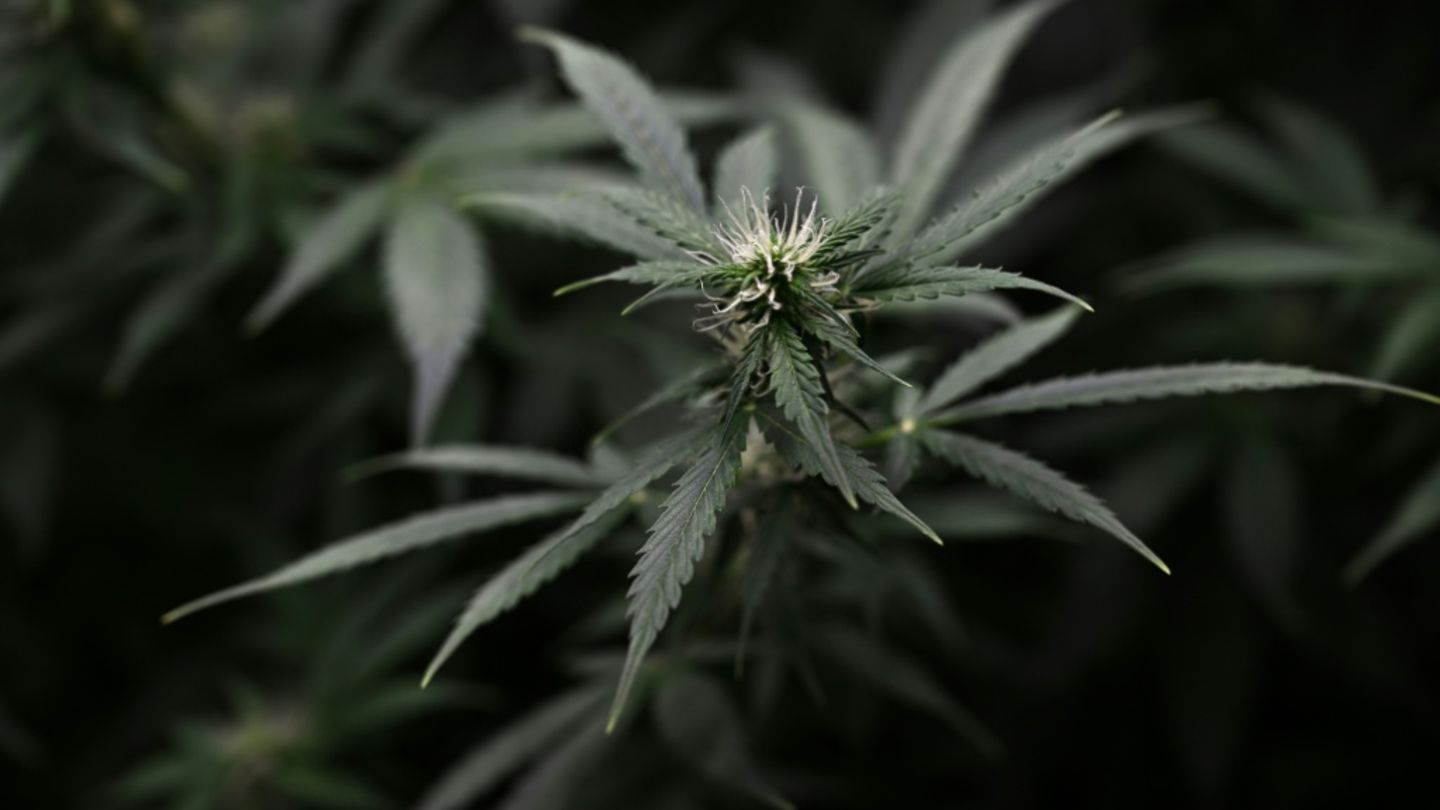 Cannabispflanzen