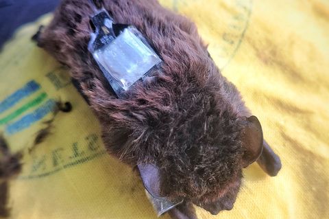 Der Kleinabendsegler ist eine stark gefährdete Fledermausart. (Archivbild) Foto: Carolin Scholz/Leibniz-IZW/dpa