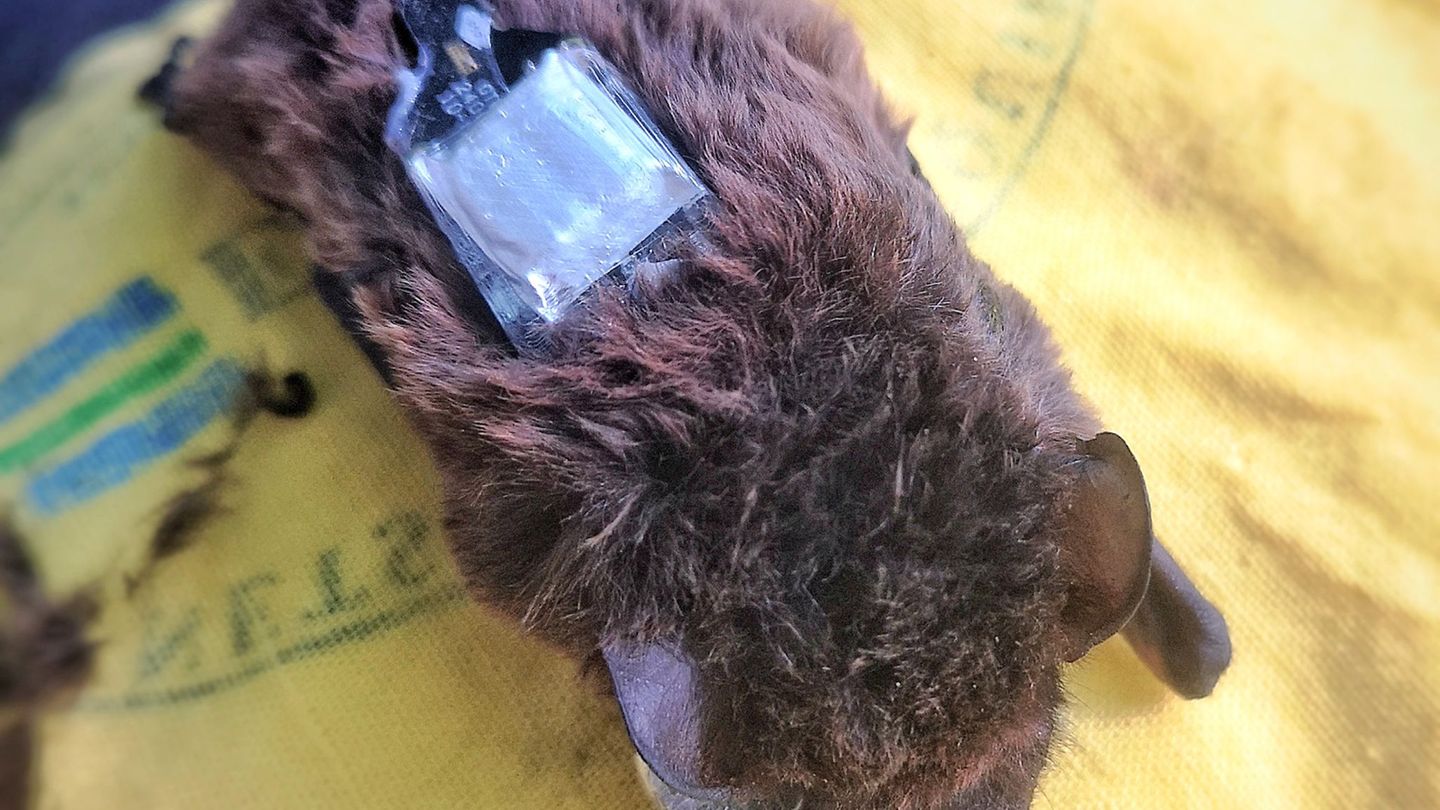 Der Kleinabendsegler ist eine stark gefährdete Fledermausart. (Archivbild) Foto: Carolin Scholz/Leibniz-IZW/dpa