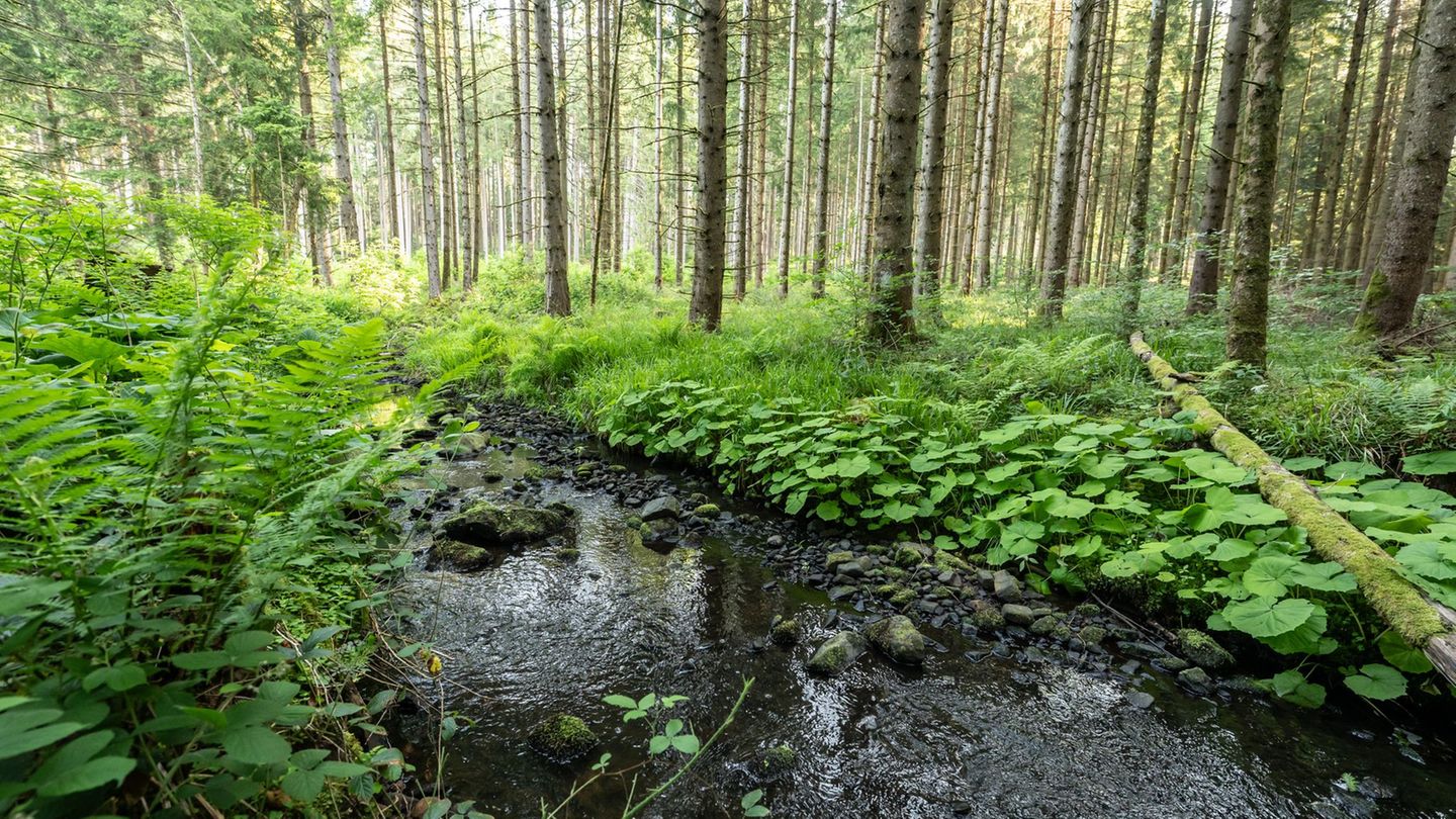 Nicht immer ist mit bloßem Auge erkennbar, in welchem Zustand ein Bach sich befindet. Ein großes Problem sind nach wie vor Pesti
