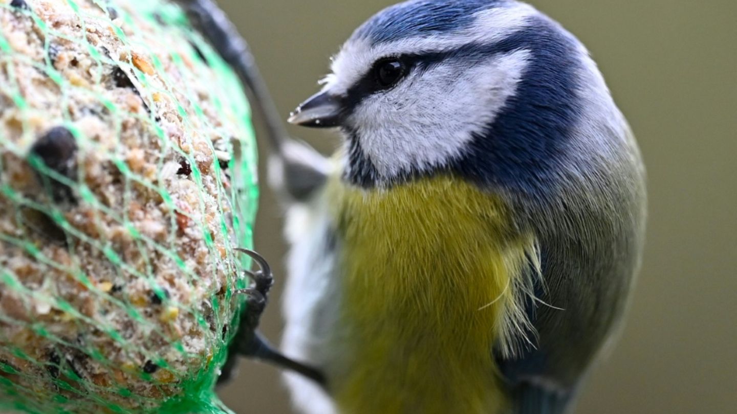 Blaumeise an einem Futterknödel