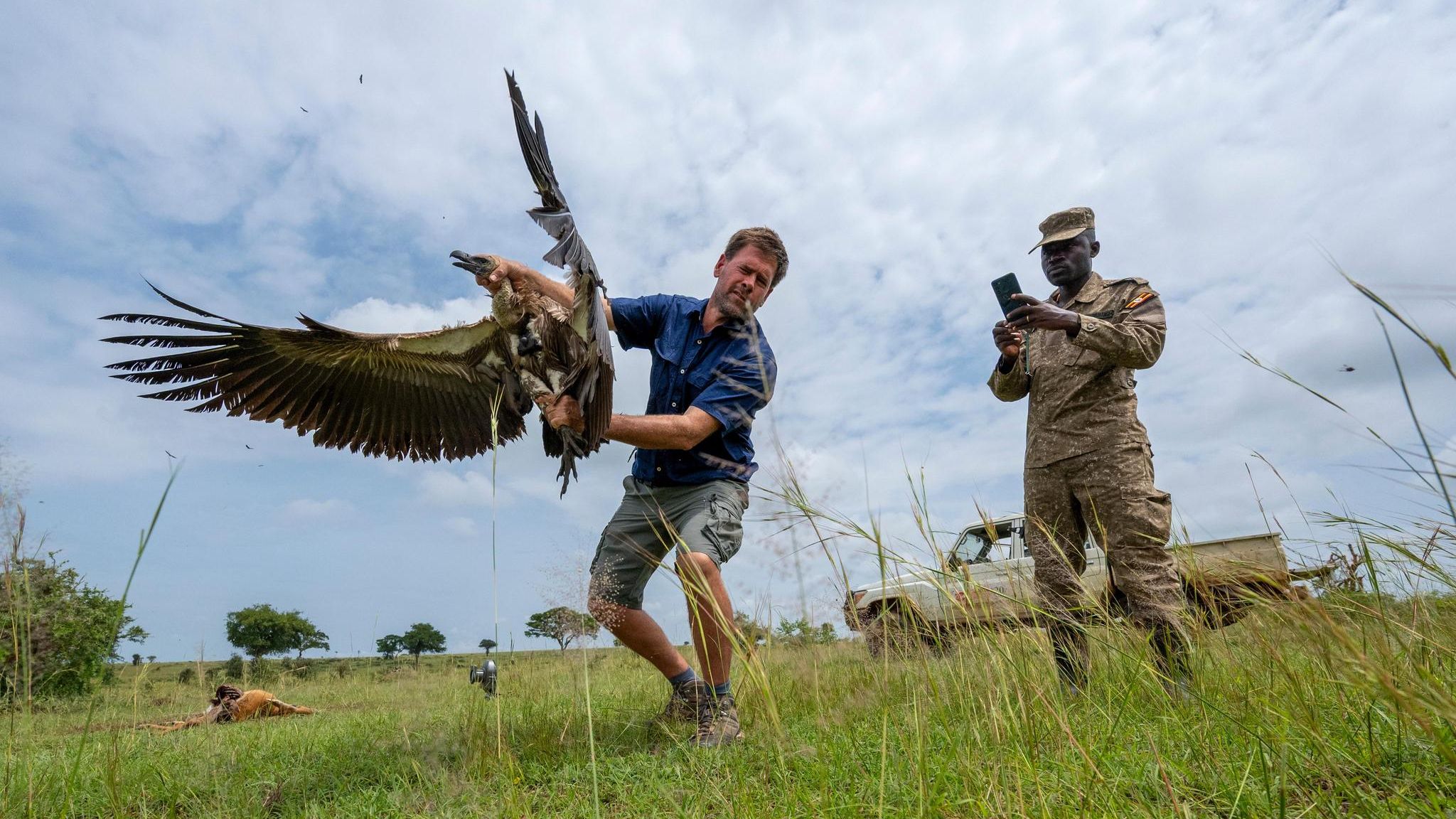 Ein Geier wird wieder freigelassen