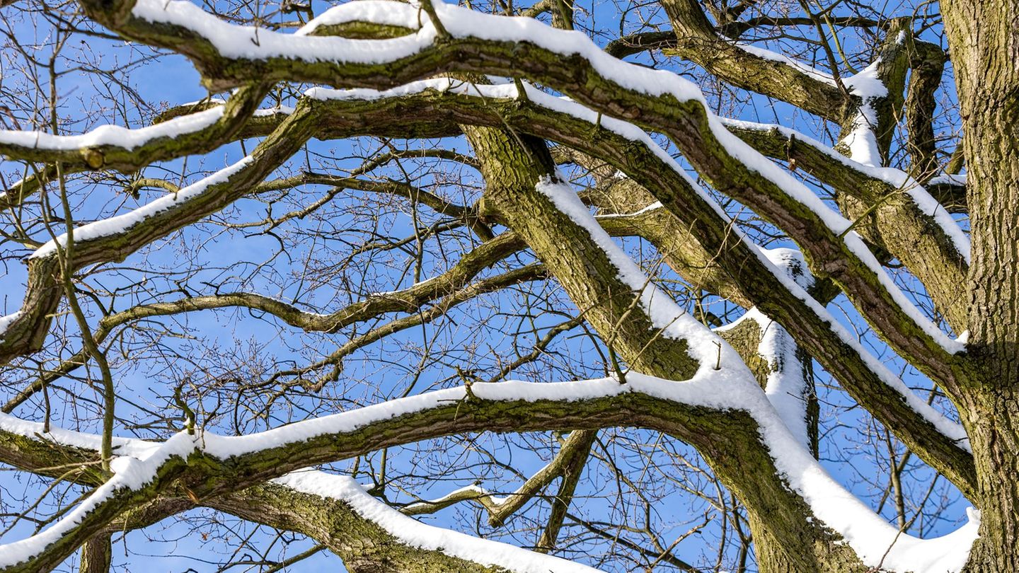 In Nürnberg ist eine Frau von einem Ast tödlich getroffen worden. (Symbolbild) Foto: Frank Hammerschmidt/dpa