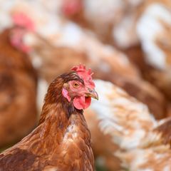 Wegen der Geflügelpest mussten im Landkreis Jerichower Land mehr als 30.000 Hühner gekeult werden (Symbolbild) Foto: Klaus-Dietm