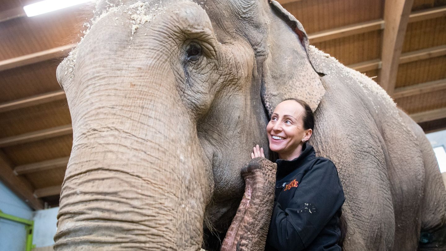 Jana-Mandana Lacey-Krone, Direktorin des Circus Krone, streichelt im Elefantenhaus auf dem Gelände des Circus Krone die indische