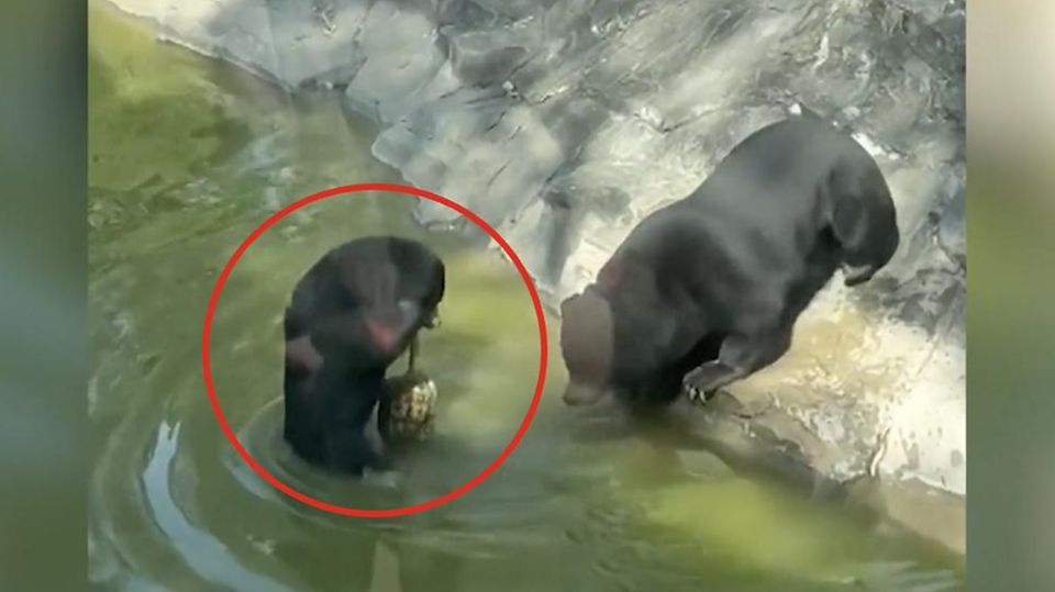 Bär leckt Schildkröte an – und bekommt bissige Antwort