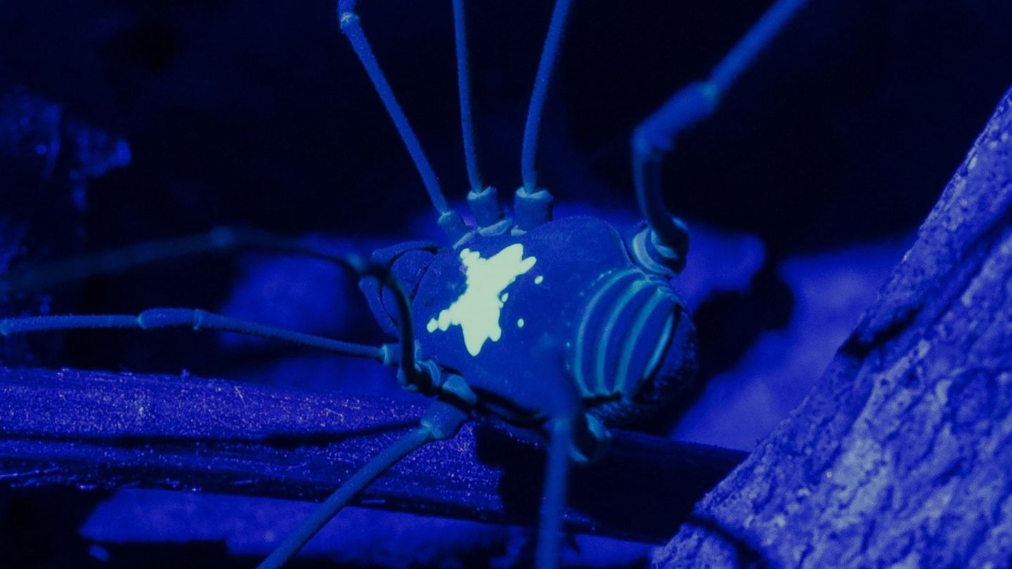 Unter UV-Licht kommt das Rückenmuster des Weberknechts besonders zur Geltung. Foto: Konrad Wothe/SNSB/dpa