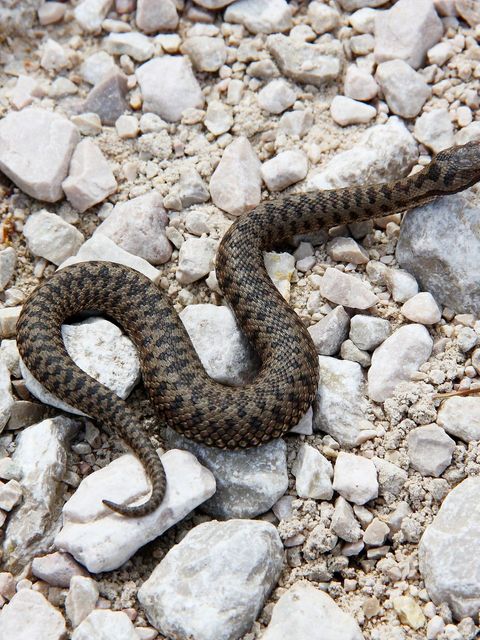 Um auf giftiges Getier zu stoßen, muss man nicht nach Australien fliegen. Auch in der hiesigen Natur finden sich giftige Tierarten aller Gattungen. Neben ausgewählten Reptilien, Amphibien und Fischen sollte man sich auch vor einigen Nagern und Nesseltieren in Acht nehmen. In dieser Galerie zeigen wir Ihnen die zehn giftigsten Tiere Deutschlands.