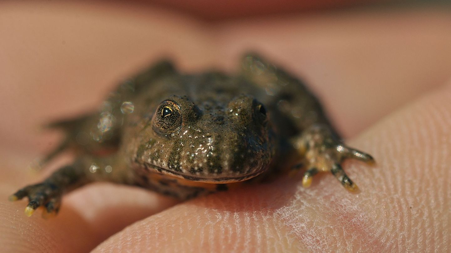 Giftige Tiere in Deutschland