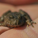 Giftige Tiere in Deutschland