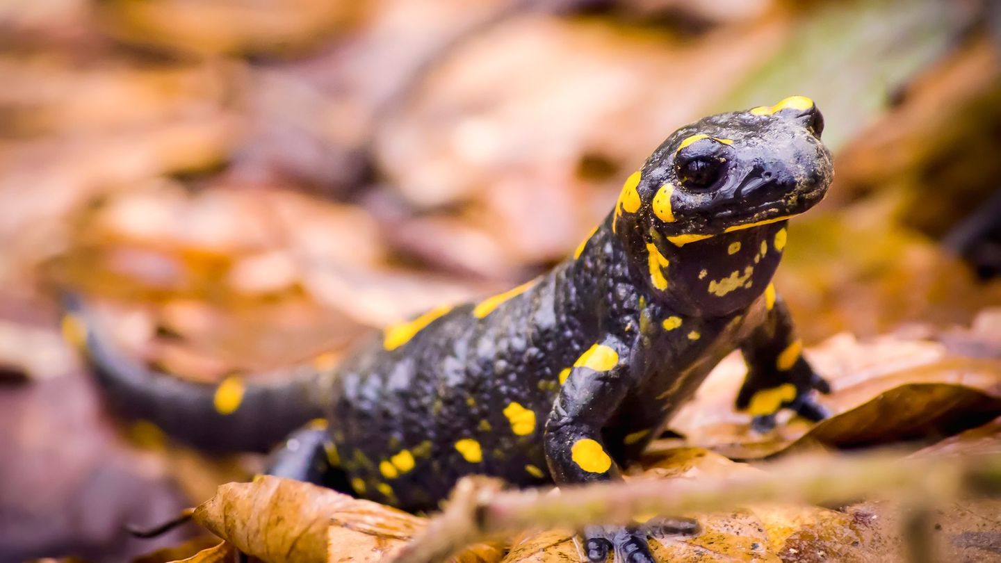 Feuersalamander