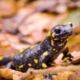 Feuersalamander
