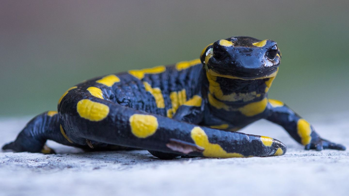 Feuersalamander