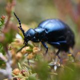 Schwarzblauer Ölkäfer